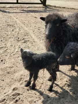 Premier bébé de la mini ferme