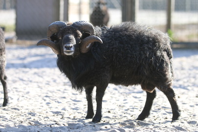 Premier bébé de la mini ferme