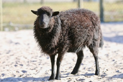 Premier bébé de la mini ferme