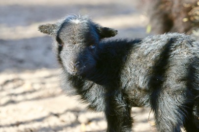 Des bébés au sein de notre mini ferme