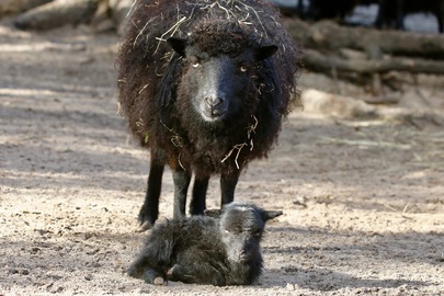 Des bébés au sein de notre mini ferme