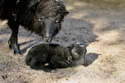 Des bébés au sein de notre mini ferme