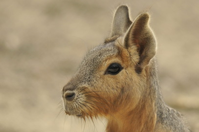 Bébé mara