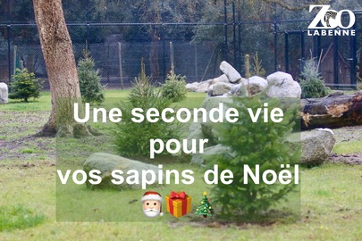 🎄Seconde vie pour vos sapins