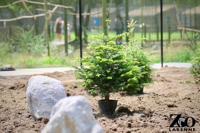 ðŸŽ„Seconde vie pour vos sapins