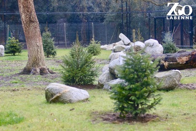 🎄Seconde vie pour vos sapins