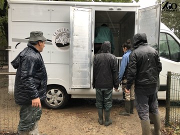 Deux de nos loups en Lozère