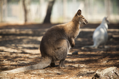 Des bébés wallabies