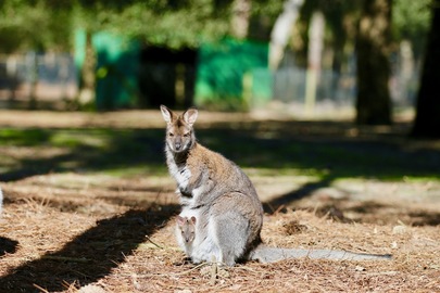 Des bébés wallabies