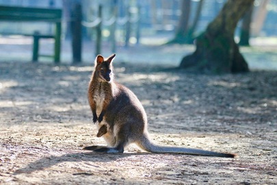 Des bébés wallabies