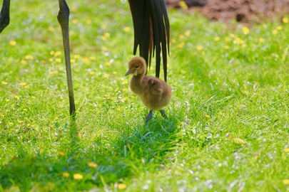 Une naissance exceptionnelle 