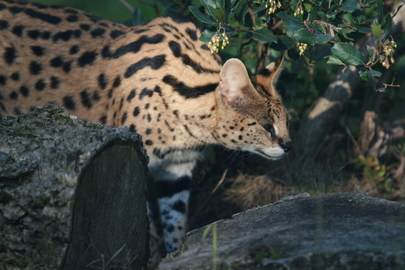 Un de nos servals