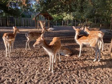 Le Zoo de Labenne bouge 