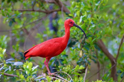 Des bébés ibis rouges