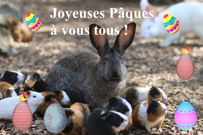 💥🐣 Jouez avec nous et trouvez les oeufs de Pâques