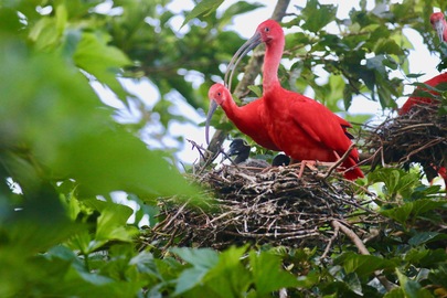 Des bébés ibis rouges