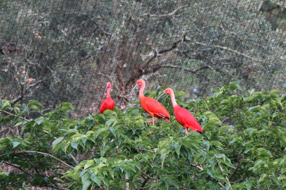 Des bébés ibis rouges