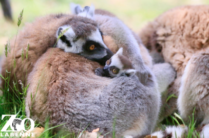 Encore des bébés