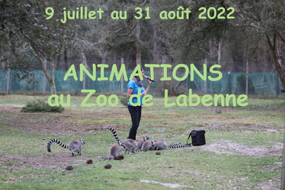 Animations : c'est parti !