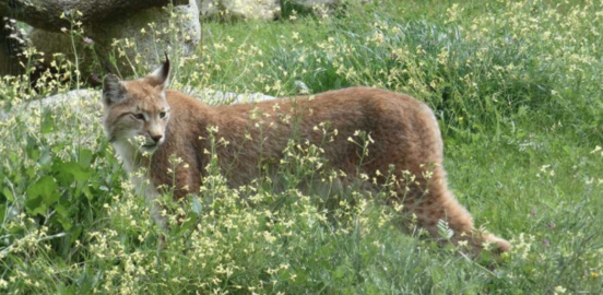 Le journal SUD-OUEST parle du Zoo de Labenne