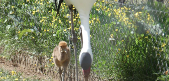 Le journal SUD-OUEST parle du Zoo de Labenne