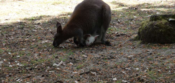 Le journal SUD-OUEST parle du Zoo de Labenne