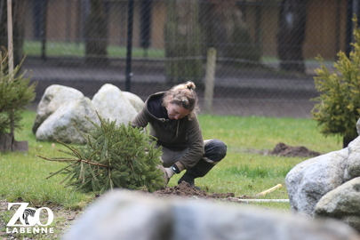 Seconde vie pour vos sapins