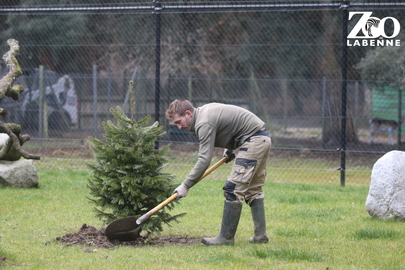 Une seconde vie pour vos sapins