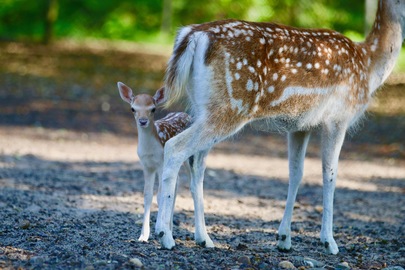 Réouverture du Zoo de Labenne