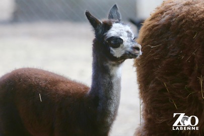 Naissance à la mini ferme 