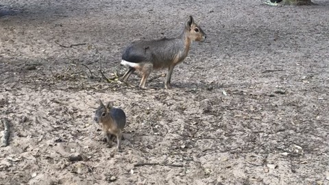 Une autre naissance 🐣😍