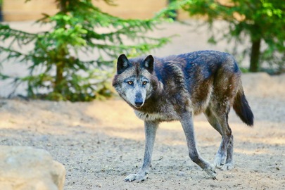 Animations aux loups du 20 au 23 décembre