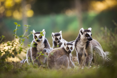 Groupe de lémuriens