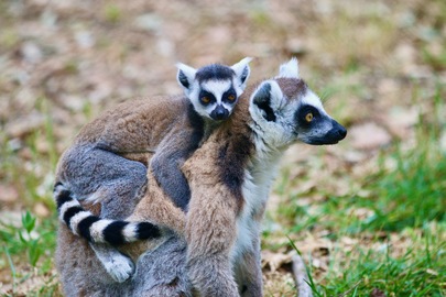 Des bébés au Zoo !