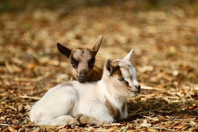 Des bébés au Zoo !