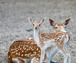 Des bébés au Zoo !