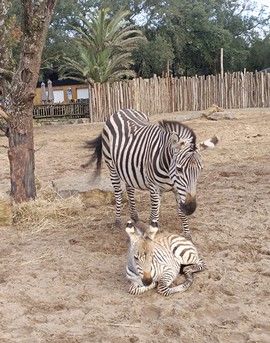 Un bébé zèbre est né