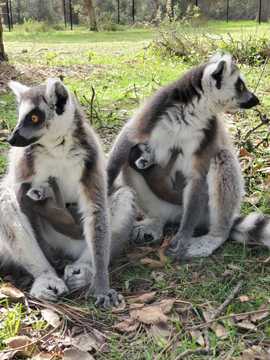 Des bébés makis cattas