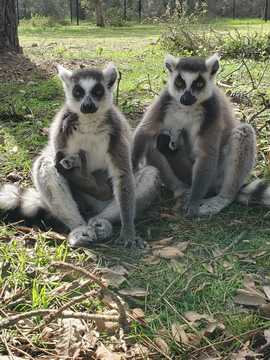 Des bébés makis cattas