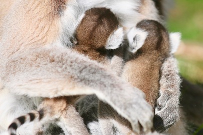 2 bébés makis cattas 