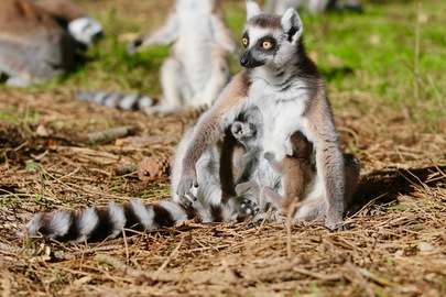 2 bébés makis cattas 