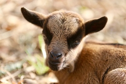 De nouveaux bébés 