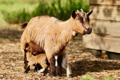 De nouveaux bébés 