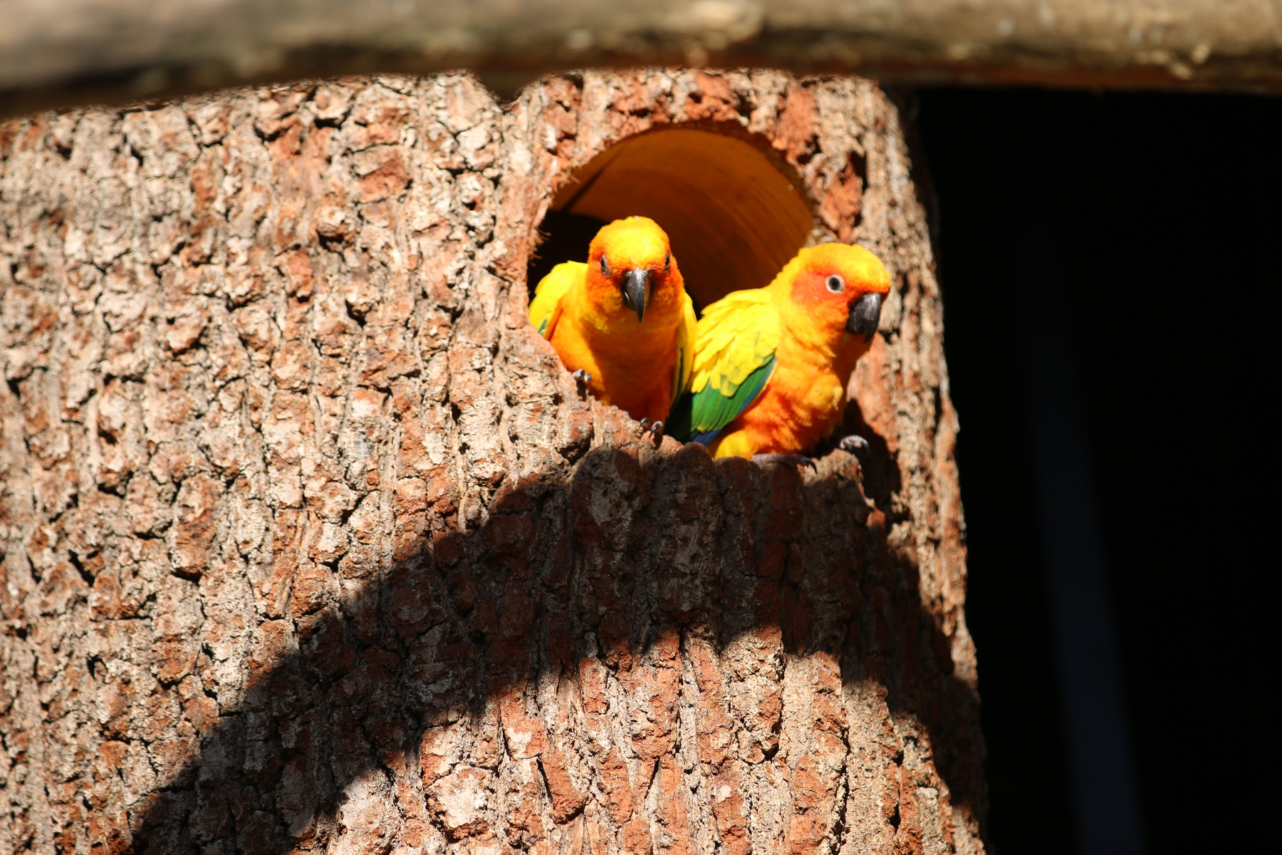 2018-3 conures soleil - Zoo de Labenne