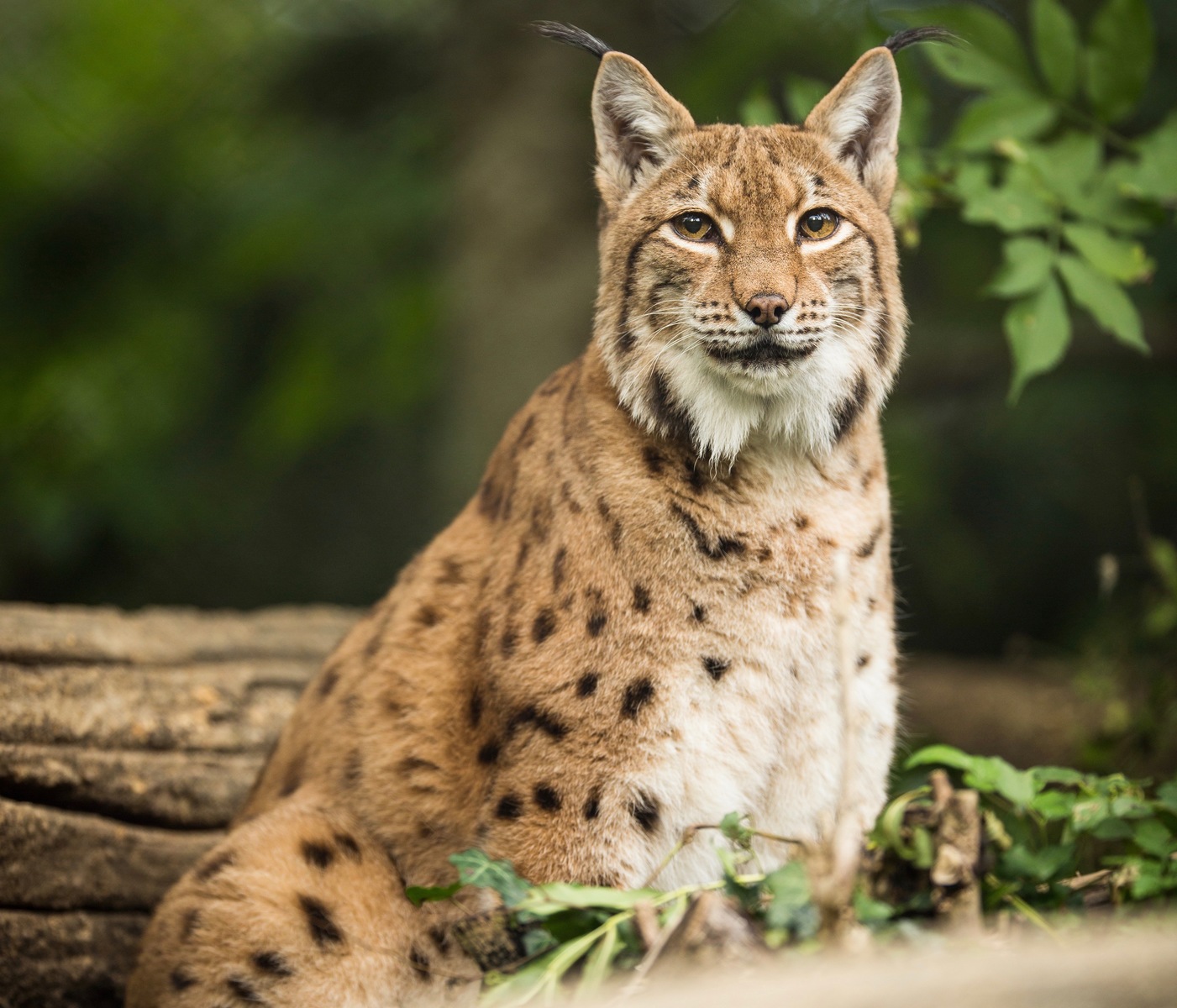 Lynx boréal - Zoo de Labenne