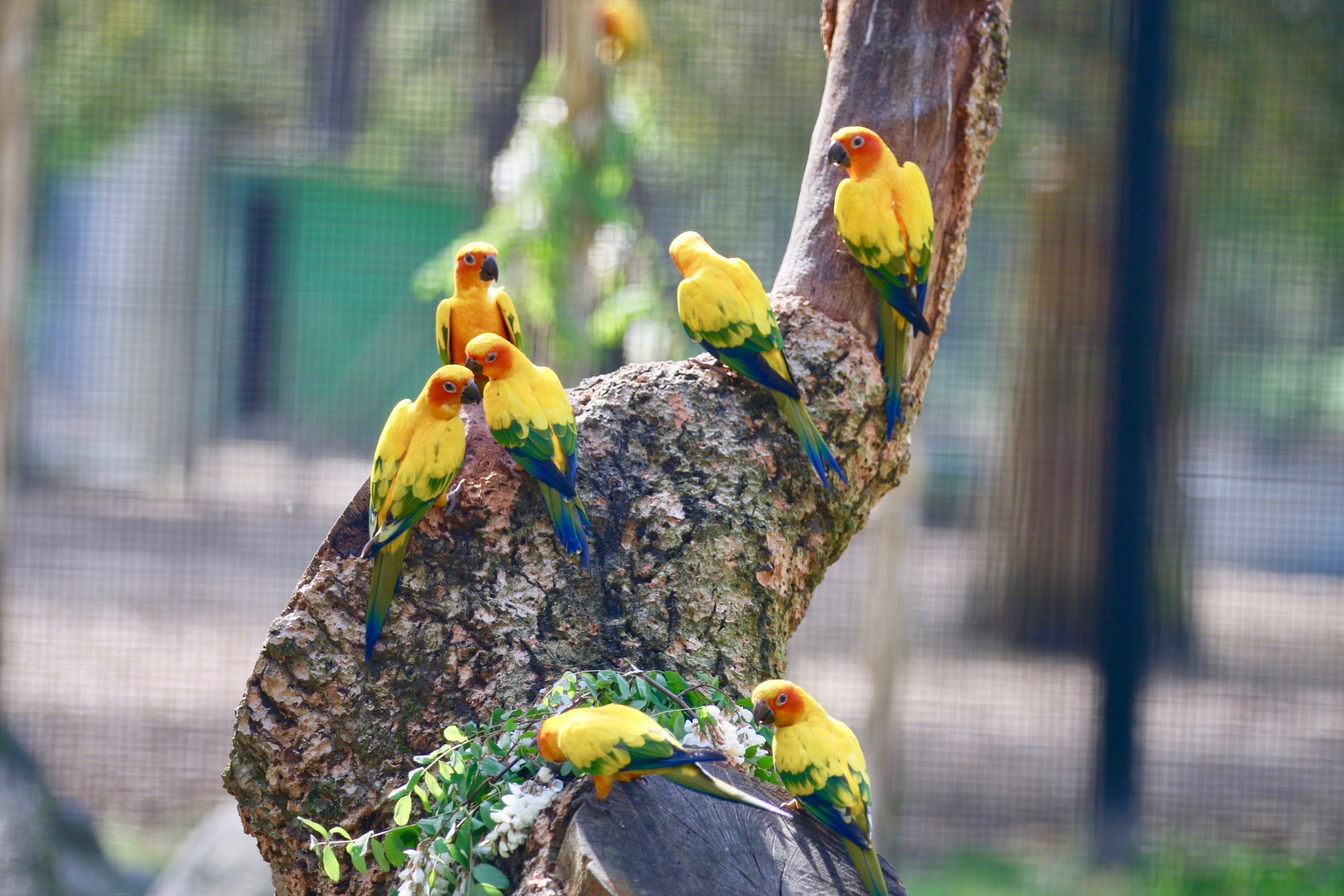 La conure soleil - Un nid d'informations