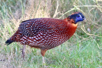 Tragopan de Temminck