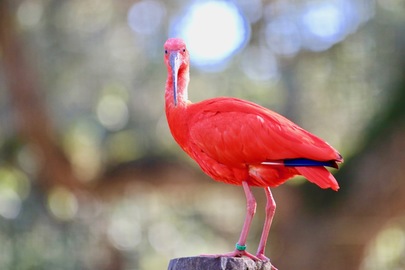 2018-4 Ibis rouges