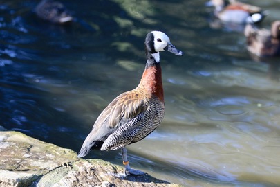 Dendrocygne veuf