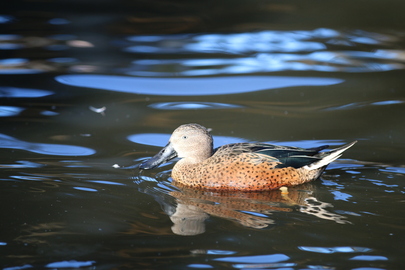 Souchet d’Argentine